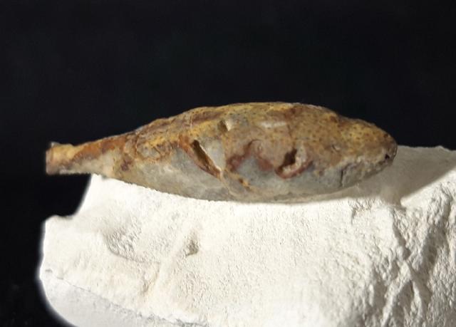 Stachel eines Tylocidaris baltica (SCHL�TER 1892) - Bild &copy; FossNet FossilienStore